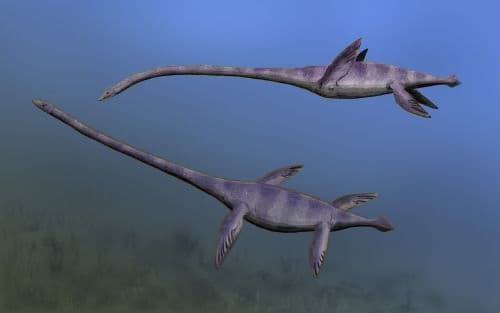 Elasmosaurus